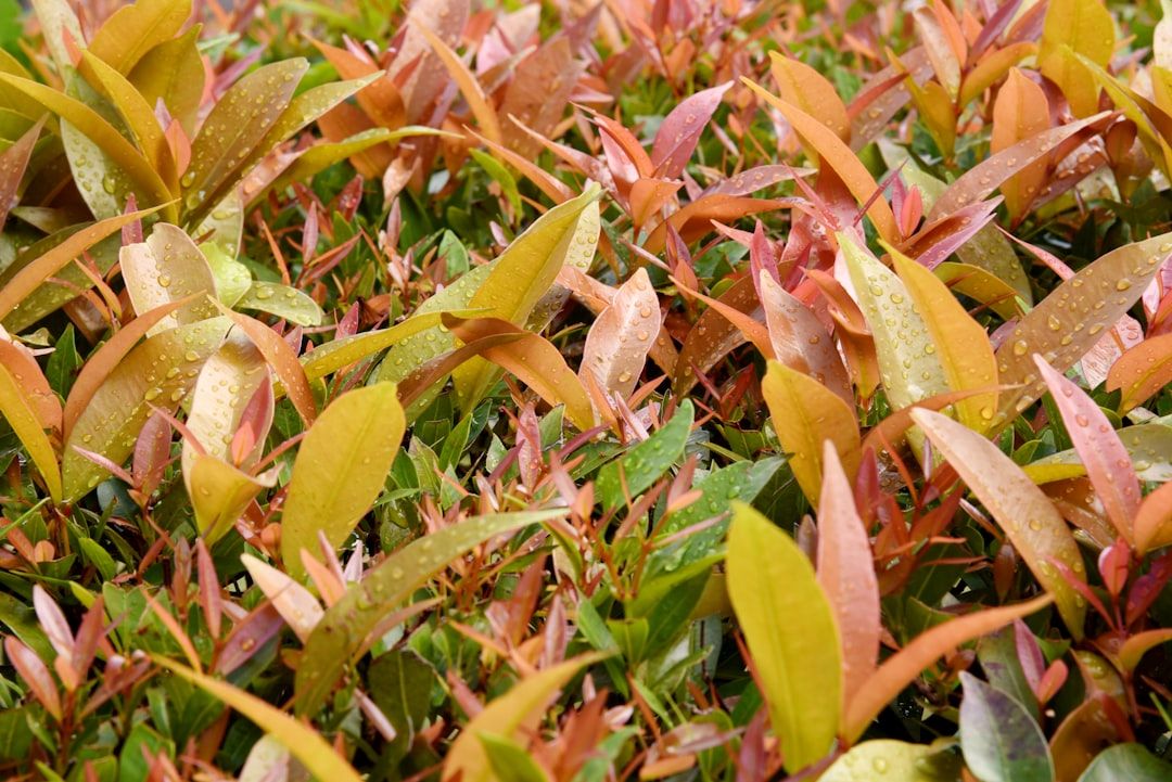 Photo Herbal garden