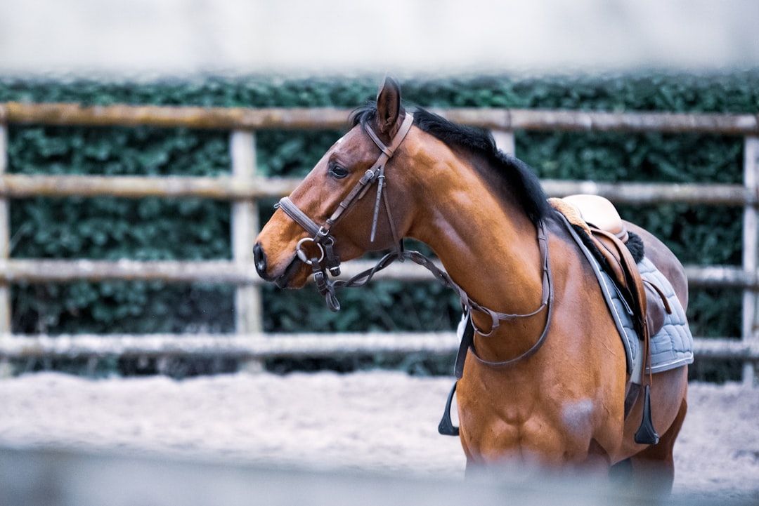 Photo Horseback riding
