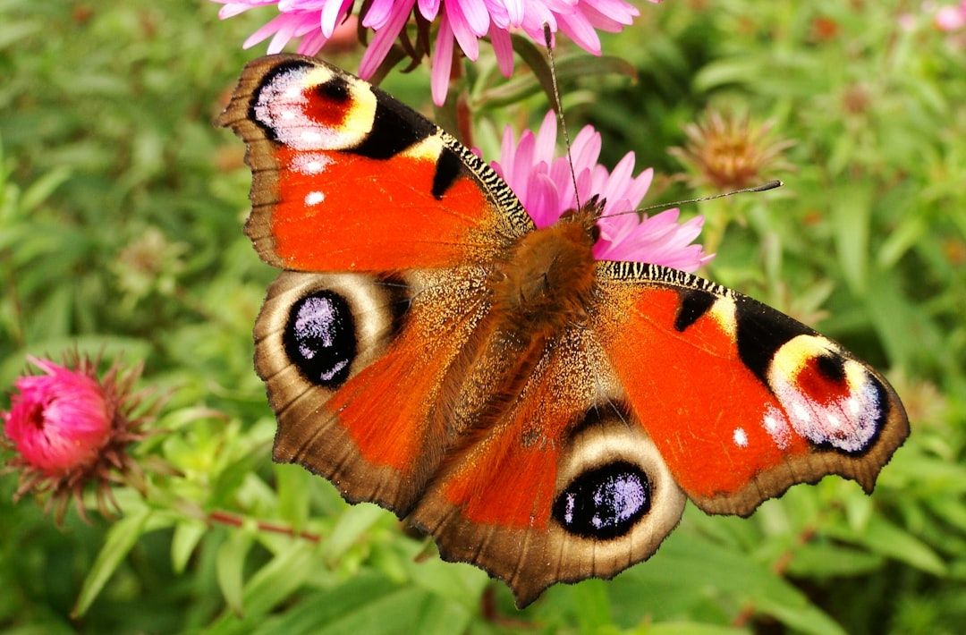 Photo Butterfly net