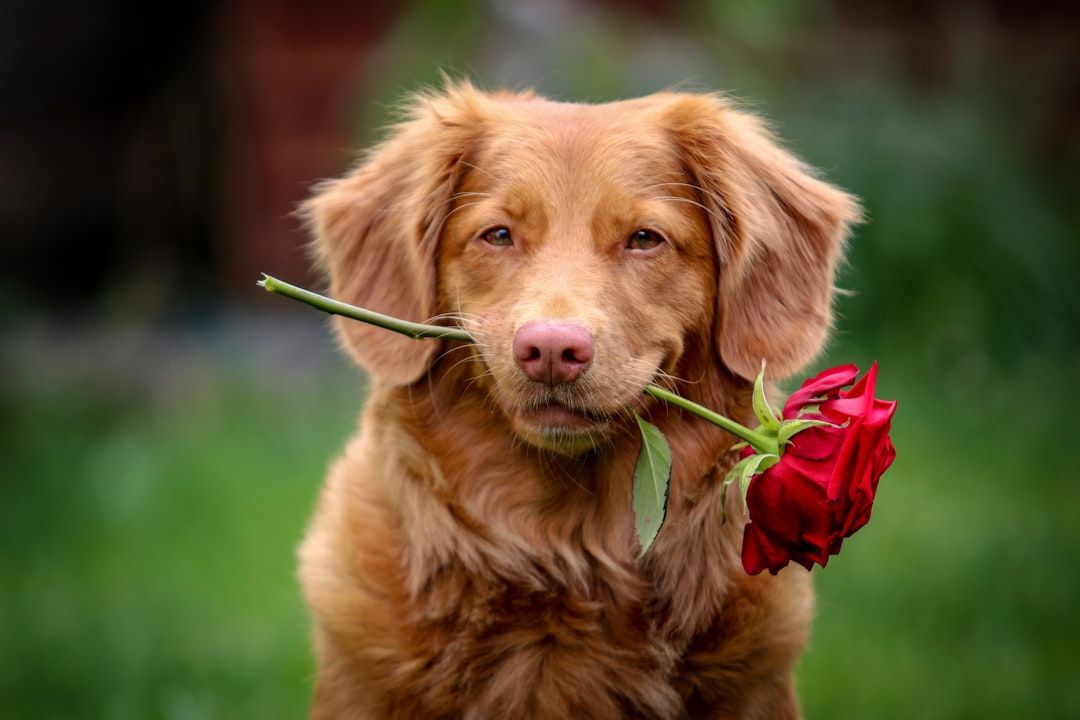 Photo Pet grooming