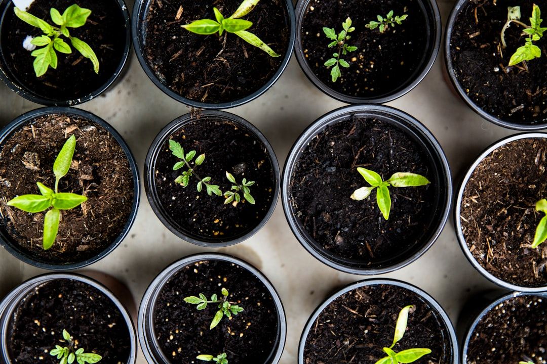 Photo Herb garden