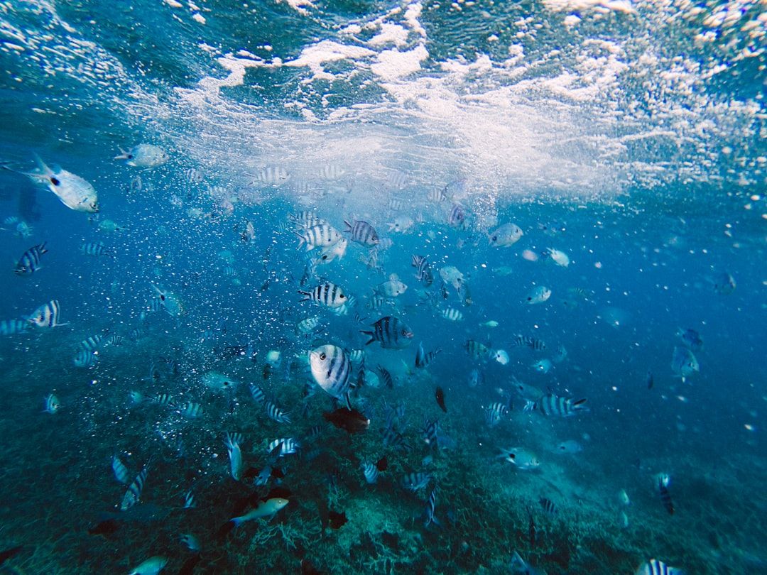 Photo Underwater paradise