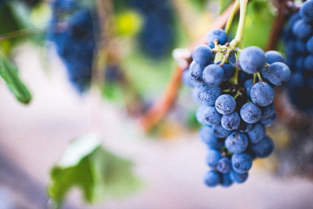 Photo Wine press