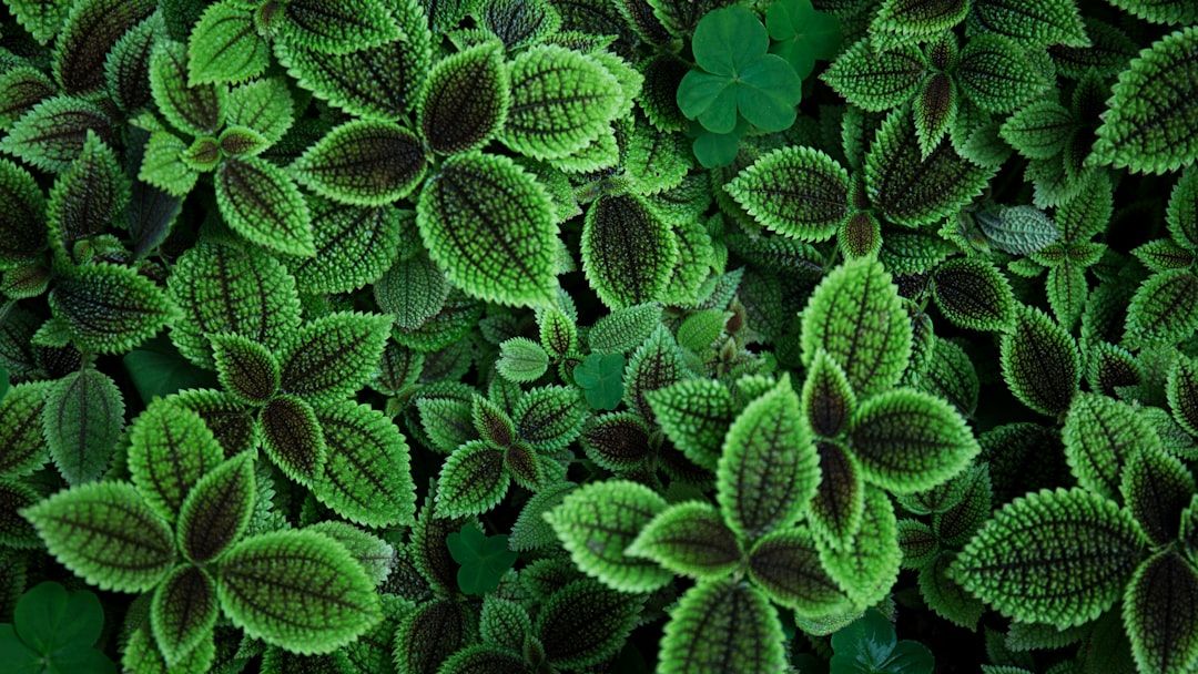 Photo Herb garden